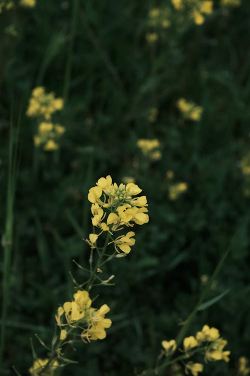 Yellow Flowers on Meadow