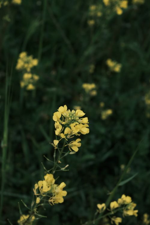 Free Close-up of vibrant yellow wildflowers in a lush green meadow. Stock Photo