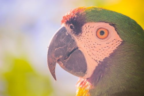 Free Vibrant macaw close-up captured in Foz do Iguaçu, showcasing its exotic colors. Stock Photo