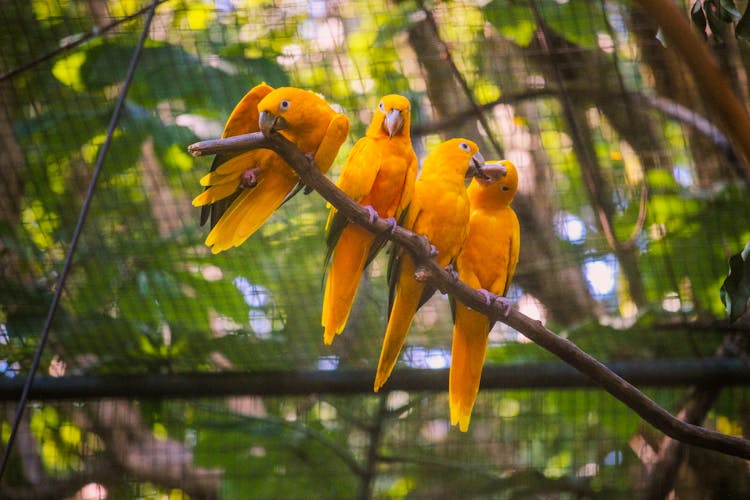 A Group Of Orange Parrots At The Zoo