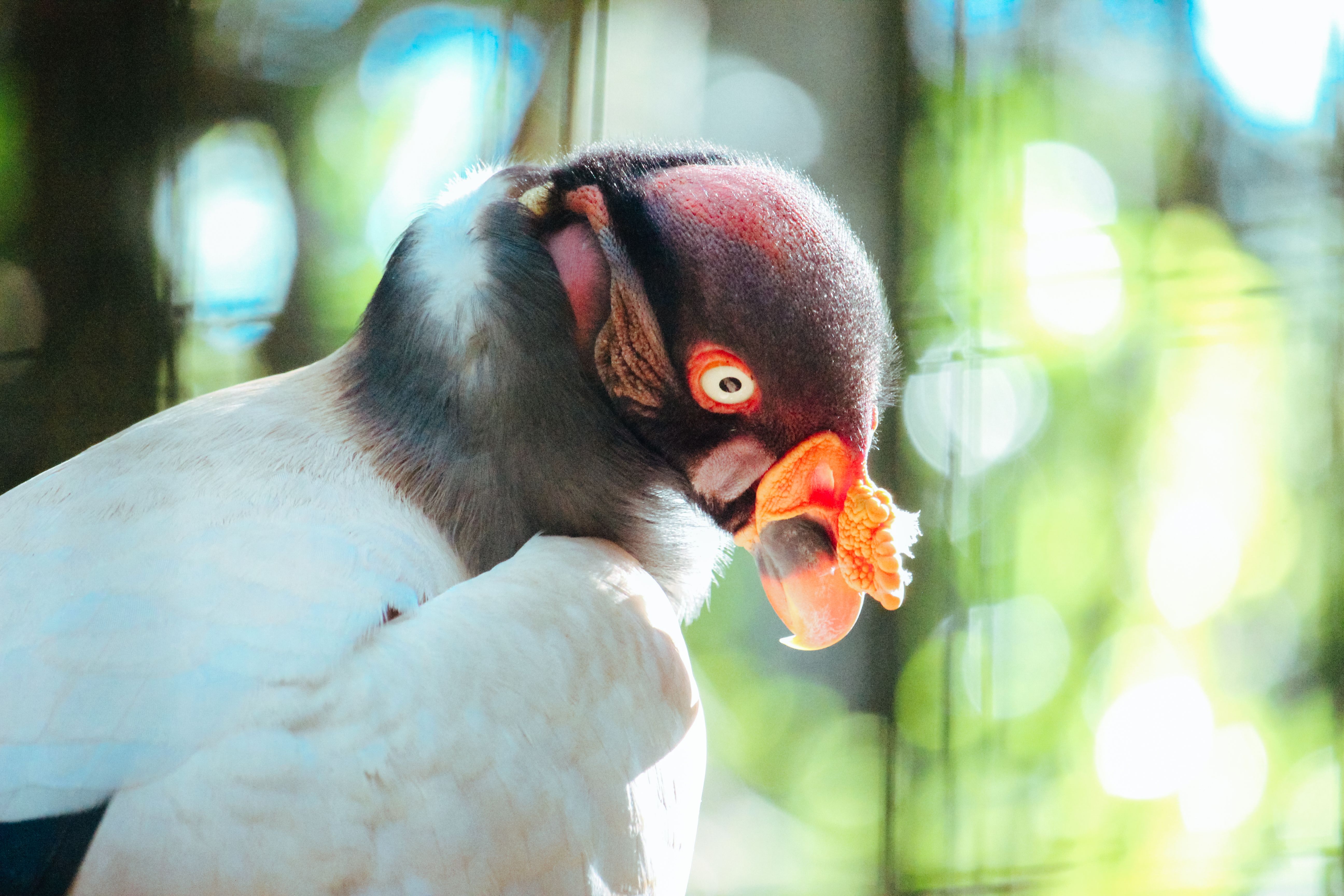 A Close-up of a Condor · Free Stock Photo