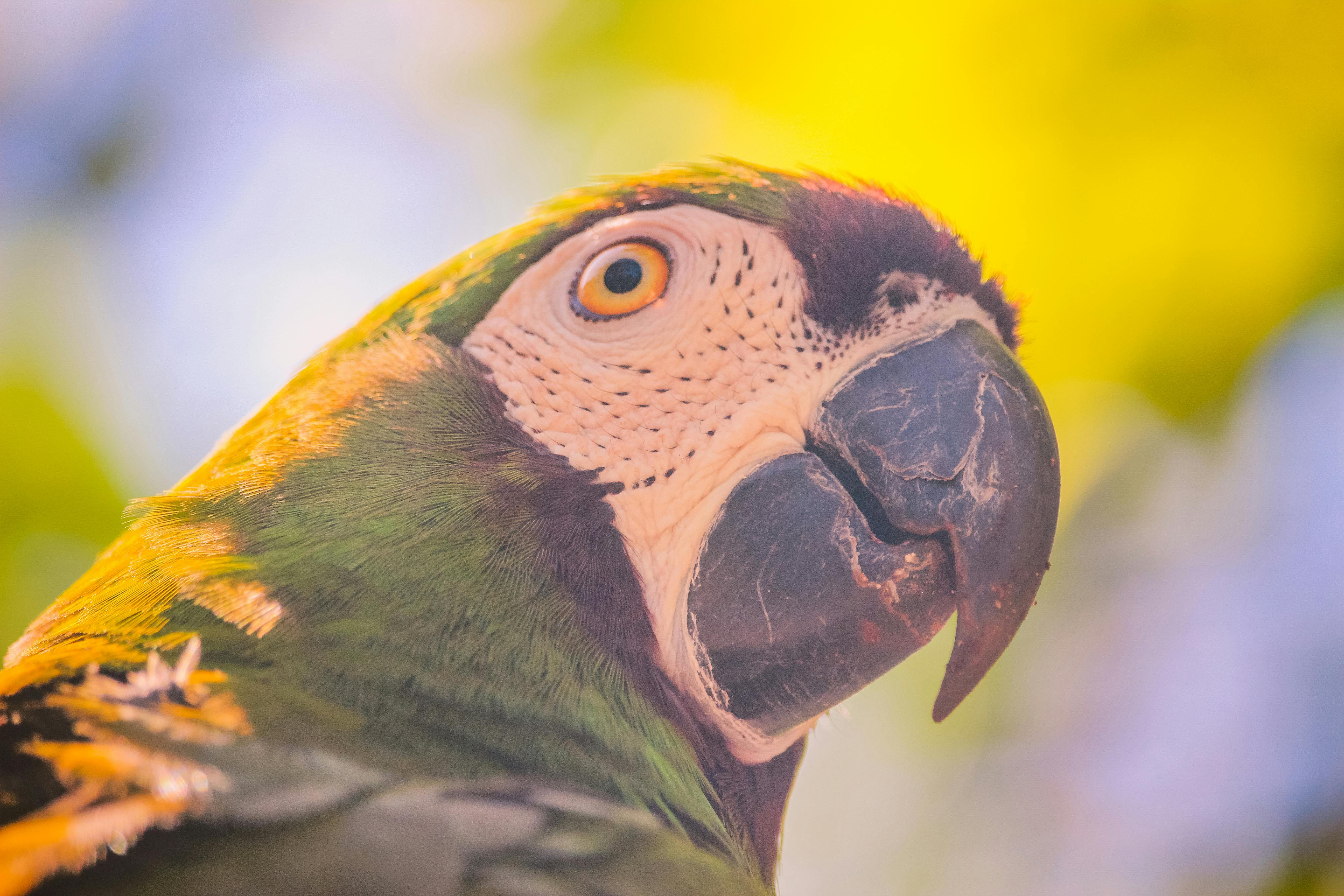 coopération climatique