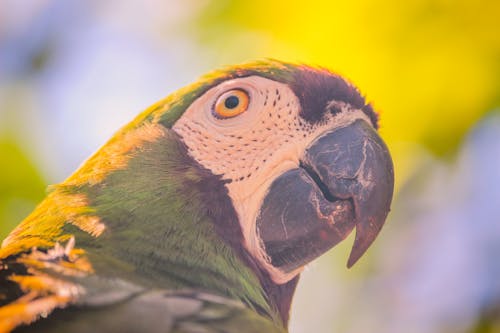 다채로운, 동물, 마코앵무새의 무료 스톡 사진
