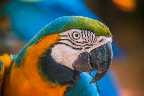 Free Close-up of a colorful blue-and-yellow macaw in Foz do Iguaçu, Brazil, capturing its vivid plumage. Stock Photo