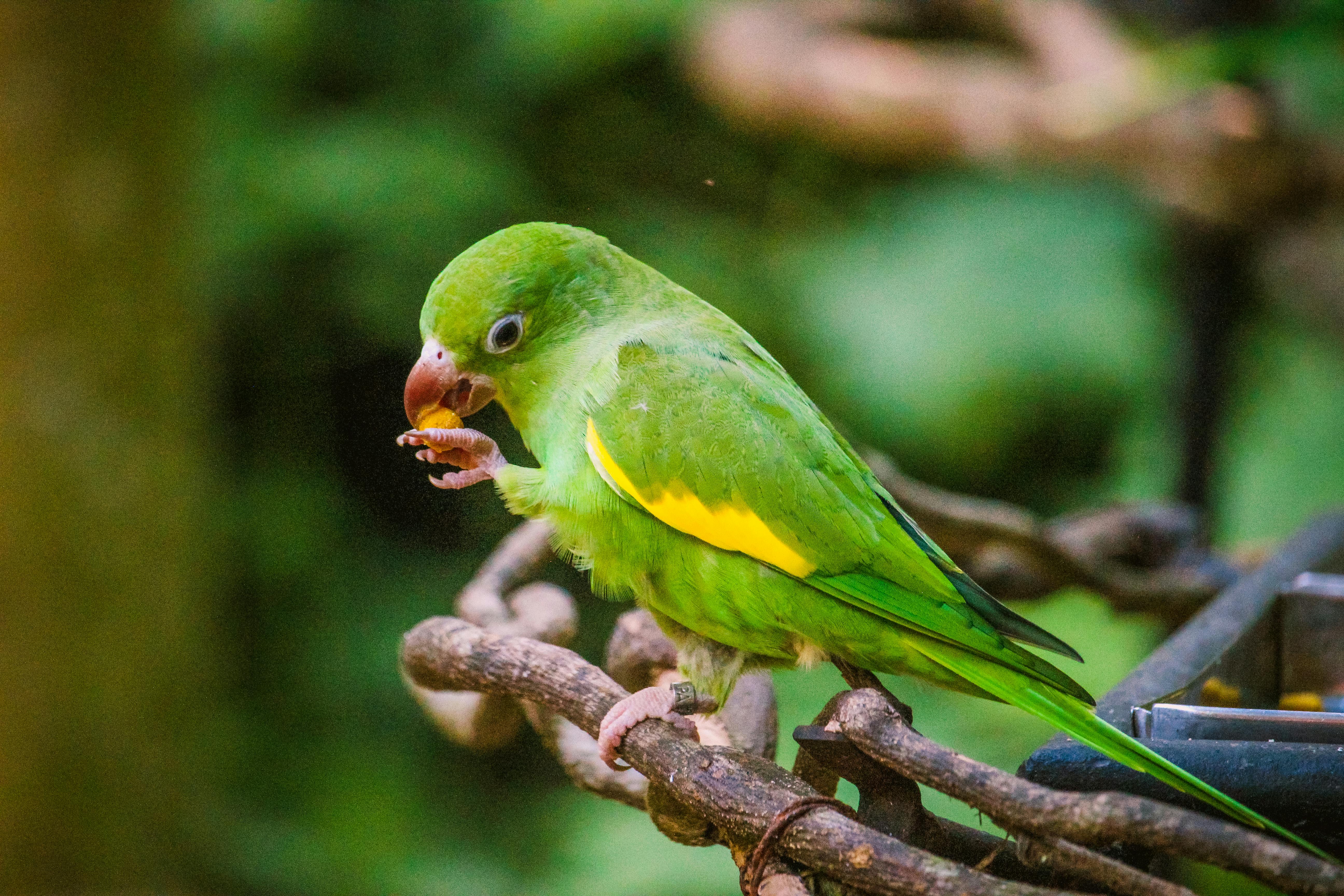 close up of parakeet