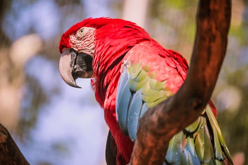 다채로운, 동물, 로우앵글 샷의 무료 스톡 사진