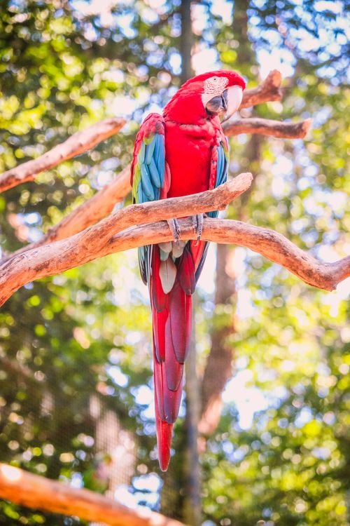 Free Bright scarlet macaw perched on a tree branch in Foz do Iguaçu, Brazil. Stock Photo