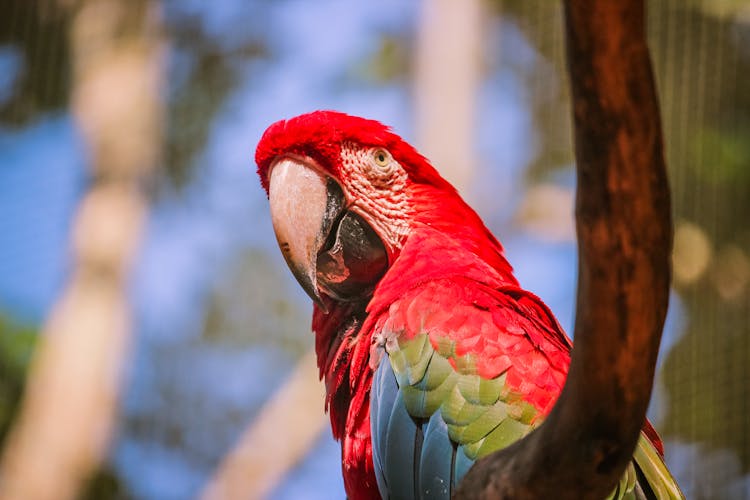 Close Up Of Red Parrot