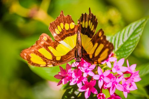 Free A vibrant malachite butterfly rests on vivid pink flora in Foz do Iguaçu, Brazil. Stock Photo