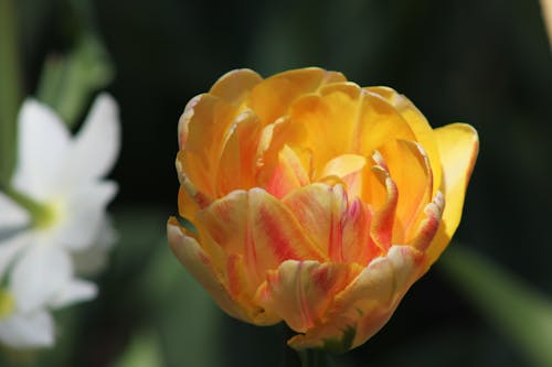 Δωρεάν στοκ φωτογραφιών με γκρο πλαν, κίτρινη, λουλούδι
