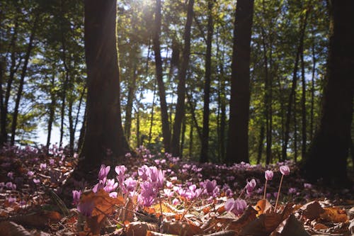 Violet Flowers in a Forest