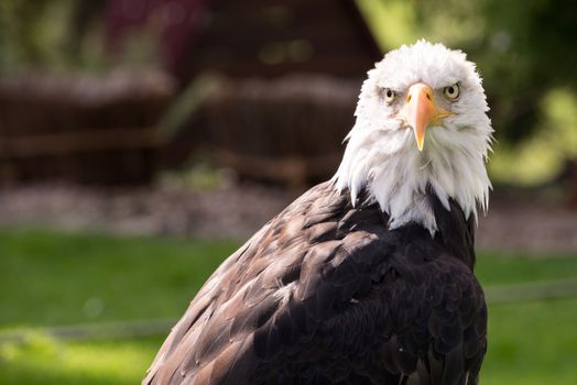 Adler