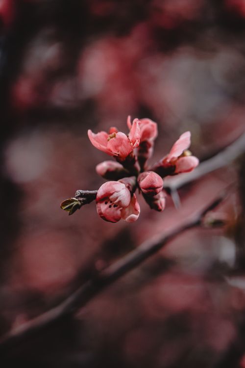 Free A beautiful close-up of pink tree buds blooming in spring in Ankara, Türkiye. Stock Photo