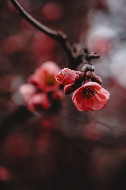 Základová fotografie zdarma na téma detail, jaro, květy