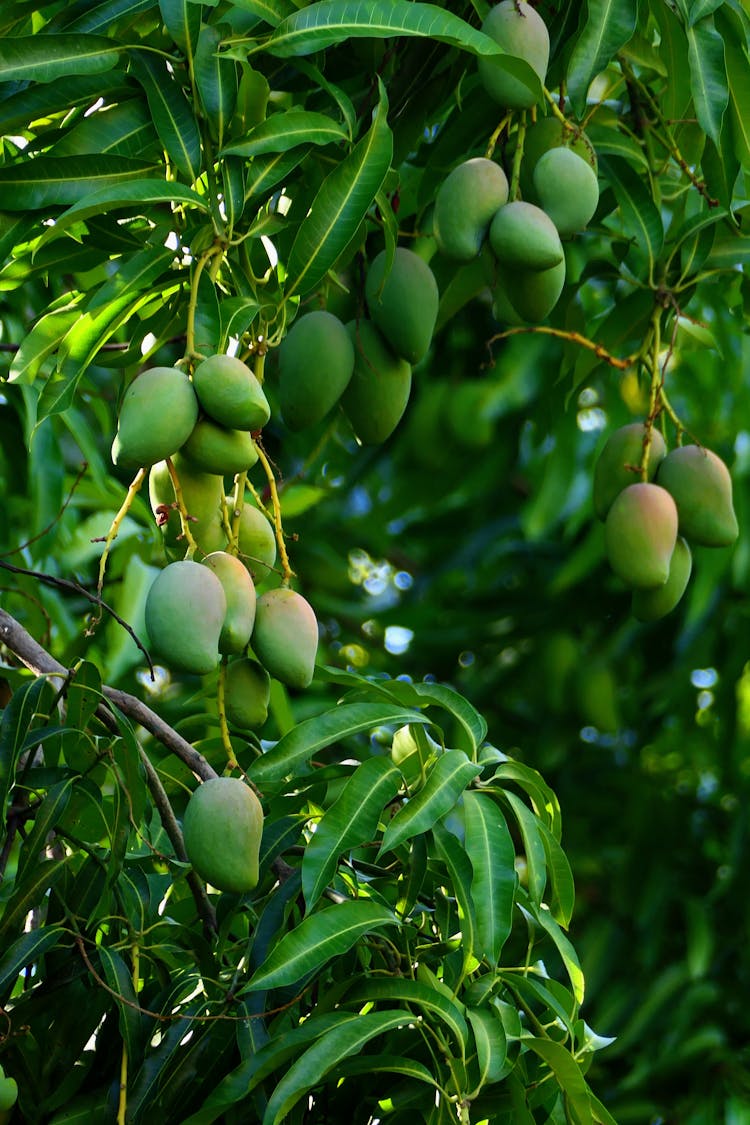 Mangoes On The Tree