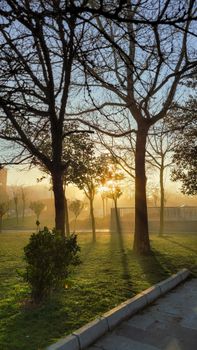 Captivating sunbeams through trees in a tranquil park setting during sunset, perfect for nature enthusiasts.