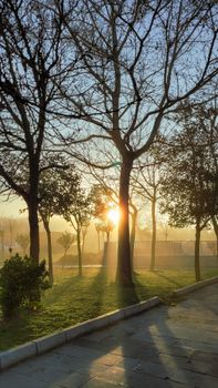 Sunrise filtering through bare trees, casting dramatic shadows in a quiet park.
