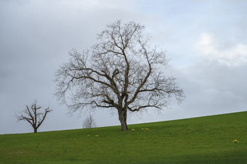 Foto profissional grátis de árvores, campina, cenário