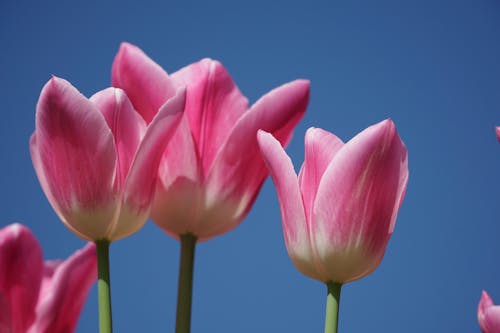 คลังภาพถ่ายฟรี ของ ดอกทิวลิป, ดอกไม้, ต้นไม้