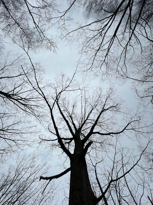 ağaç gövdesi, ağaçlar, dallar içeren Ücretsiz stok fotoğraf