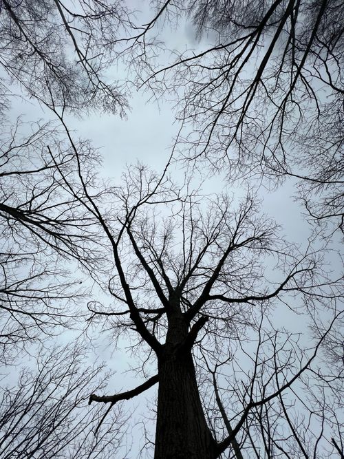 Free Leafless trees stretch skyward in a haunting winter forest scene. Stock Photo