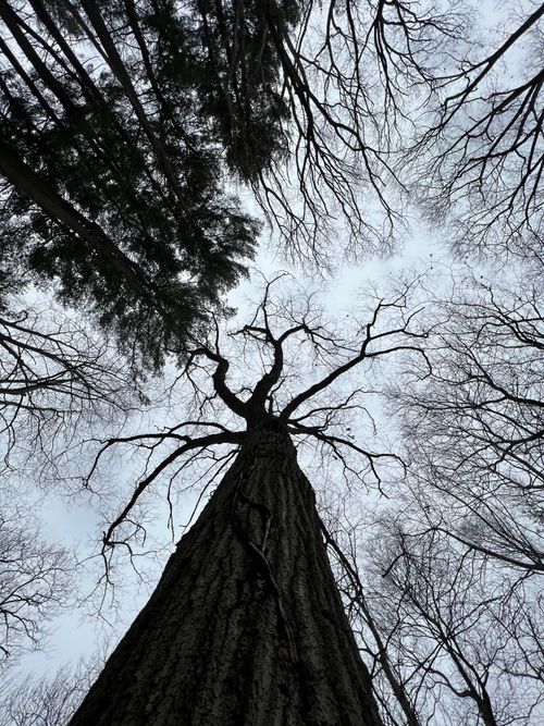 Free Dramatic upward view of tall, leafless trees against a winter sky. Stock Photo