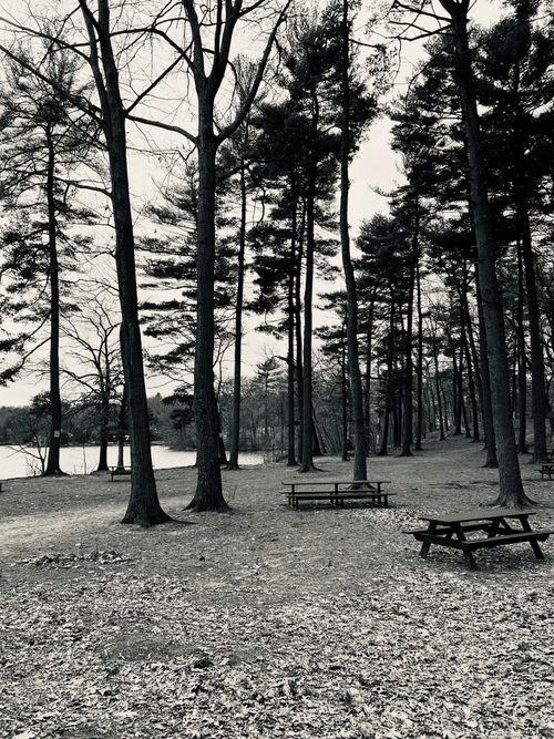 Free Serene black and white forest with empty picnic tables by a lake. Stock Photo