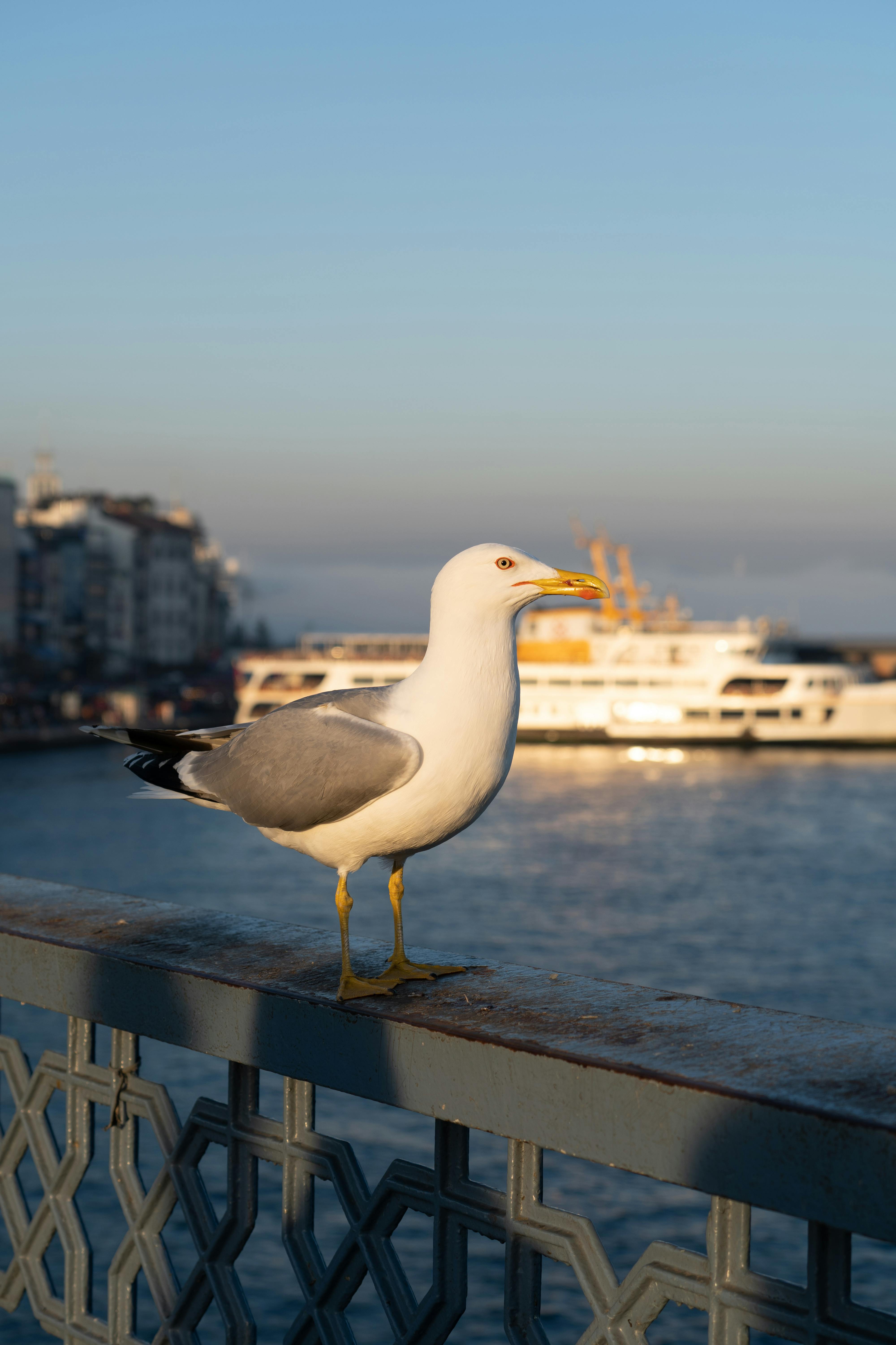Free A seagull perched on a bridge, overlooking a cityscape with a ferry in the background during sunset. Stock Photo