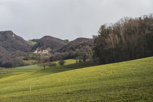 Landscape of Green Grass Hills and Forests 