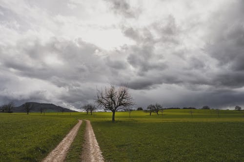 An Unpaved Road between Fields in the Countryside 