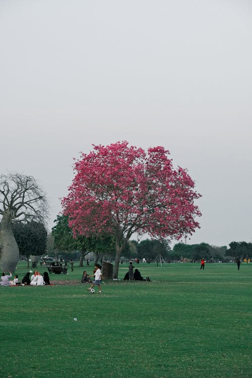 คลังภาพถ่ายฟรี ของ คน, ต้นไม้สีชมพู, ทุ่งหญ้า