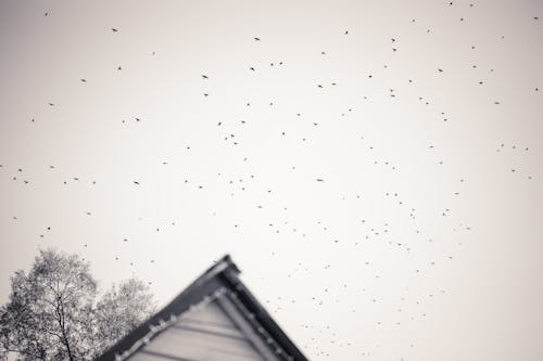 Silhouette Of Birds