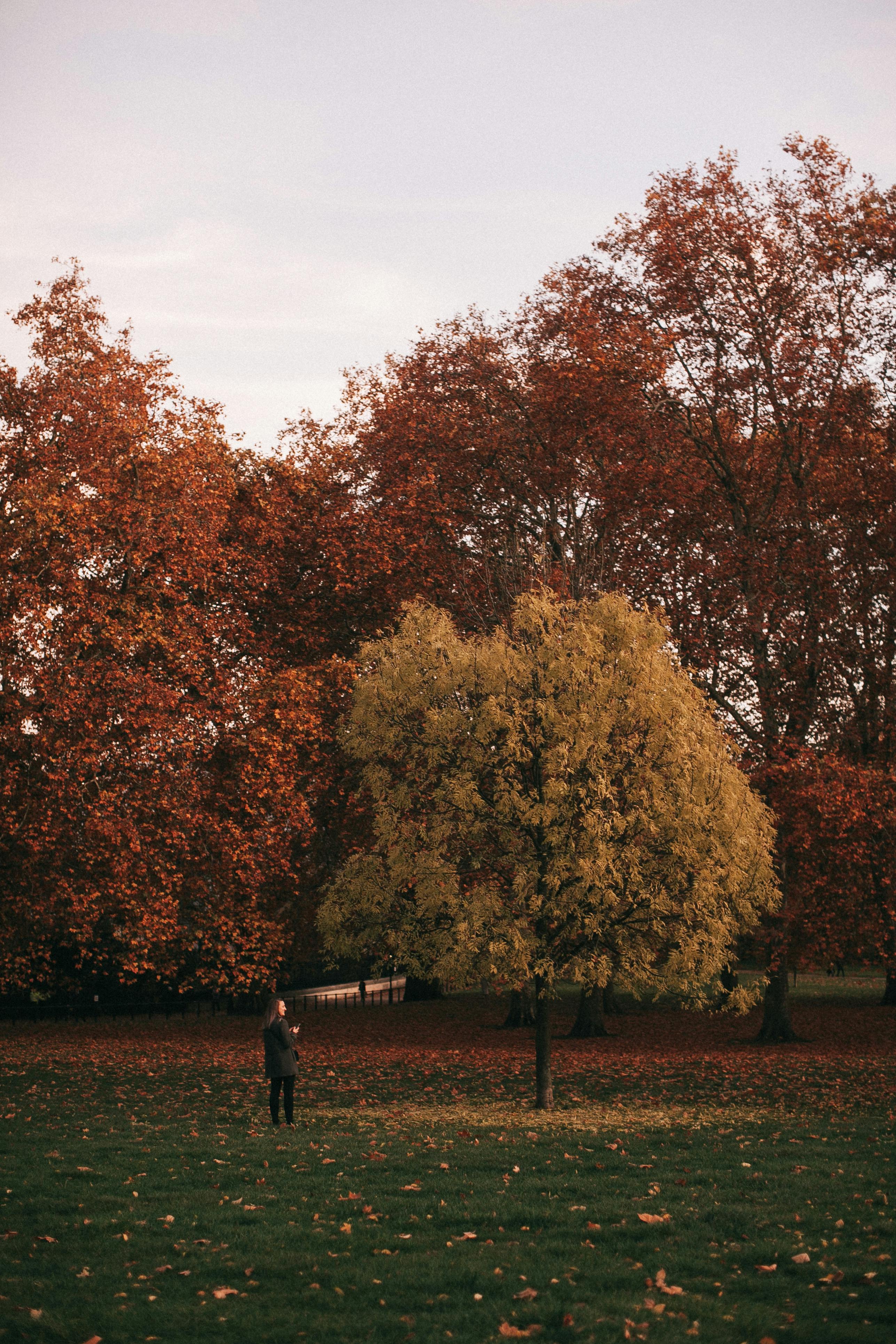 一个人在宁静的秋日公园里漫步，四周是五颜六色的树木