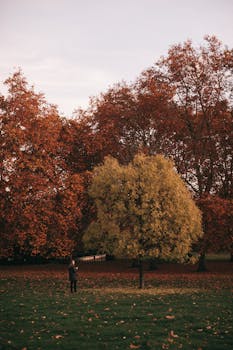 一个人在宁静的秋日公园里漫步，四周是五颜六色的树木