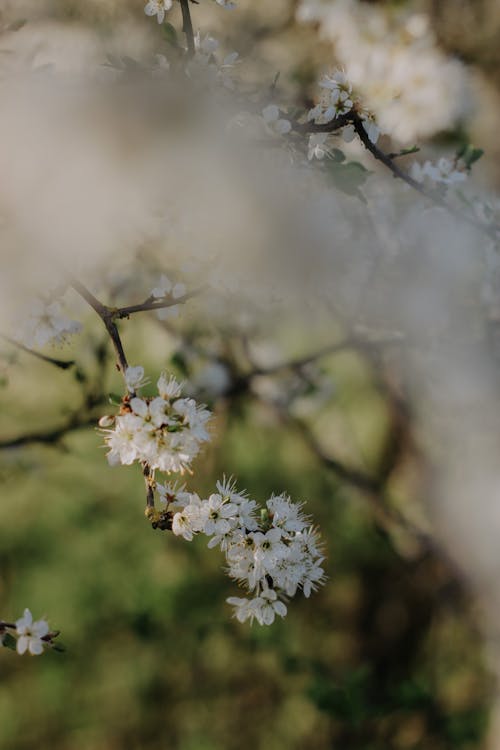 Close-up of Plum Blossoms