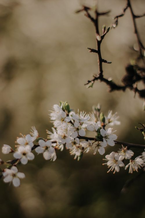 Free Delicate white blossoms in full bloom captured on a spring day showcasing nature's beauty. Stock Photo