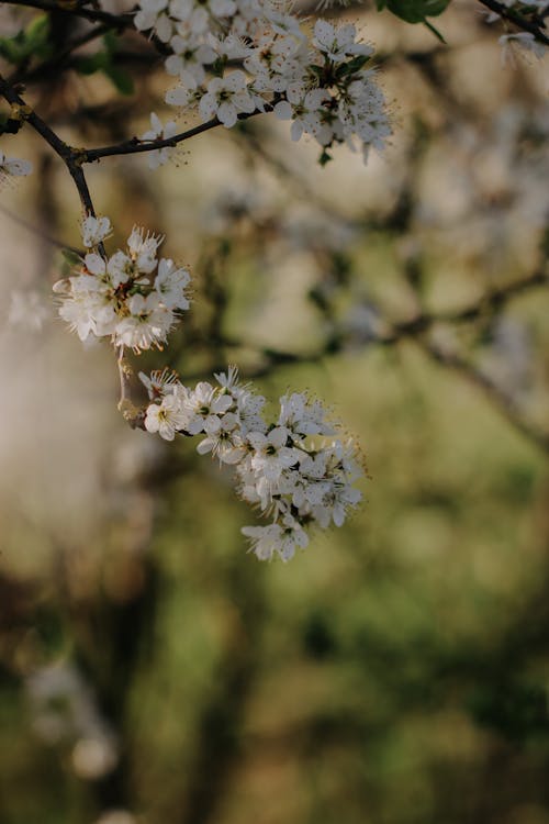 Free Close-up of Plum Blossom  Stock Photo