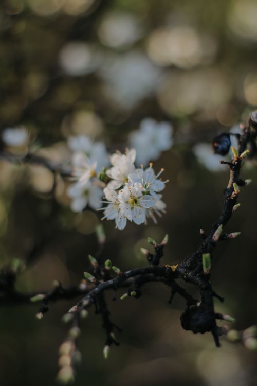 Free Close-up of white blossoms on a dark branch in spring, emphasizing nature's delicate beauty. Stock Photo