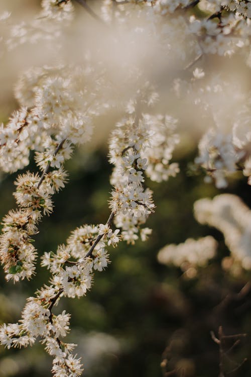 Kostnadsfri bild av blommor, blomning, fjäder