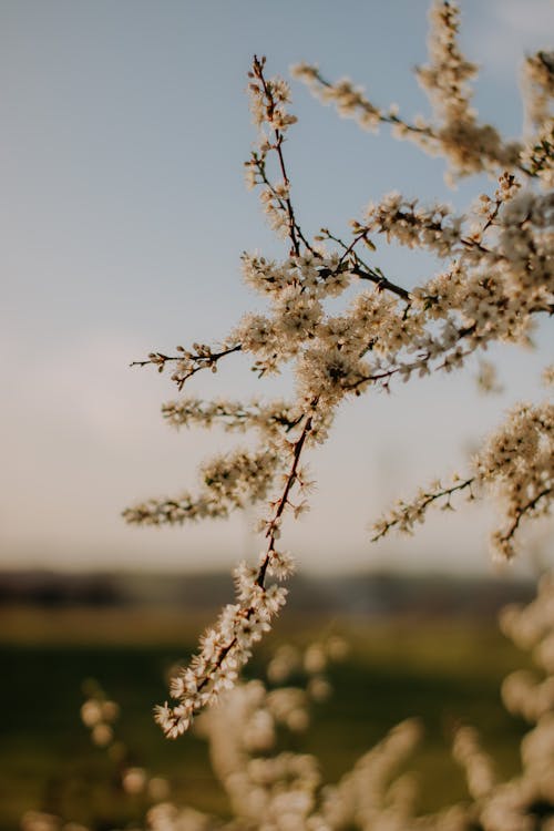 Close-up of Plum Blossoms