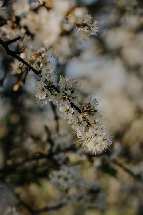 Photos gratuites de arbre, beauté, branche