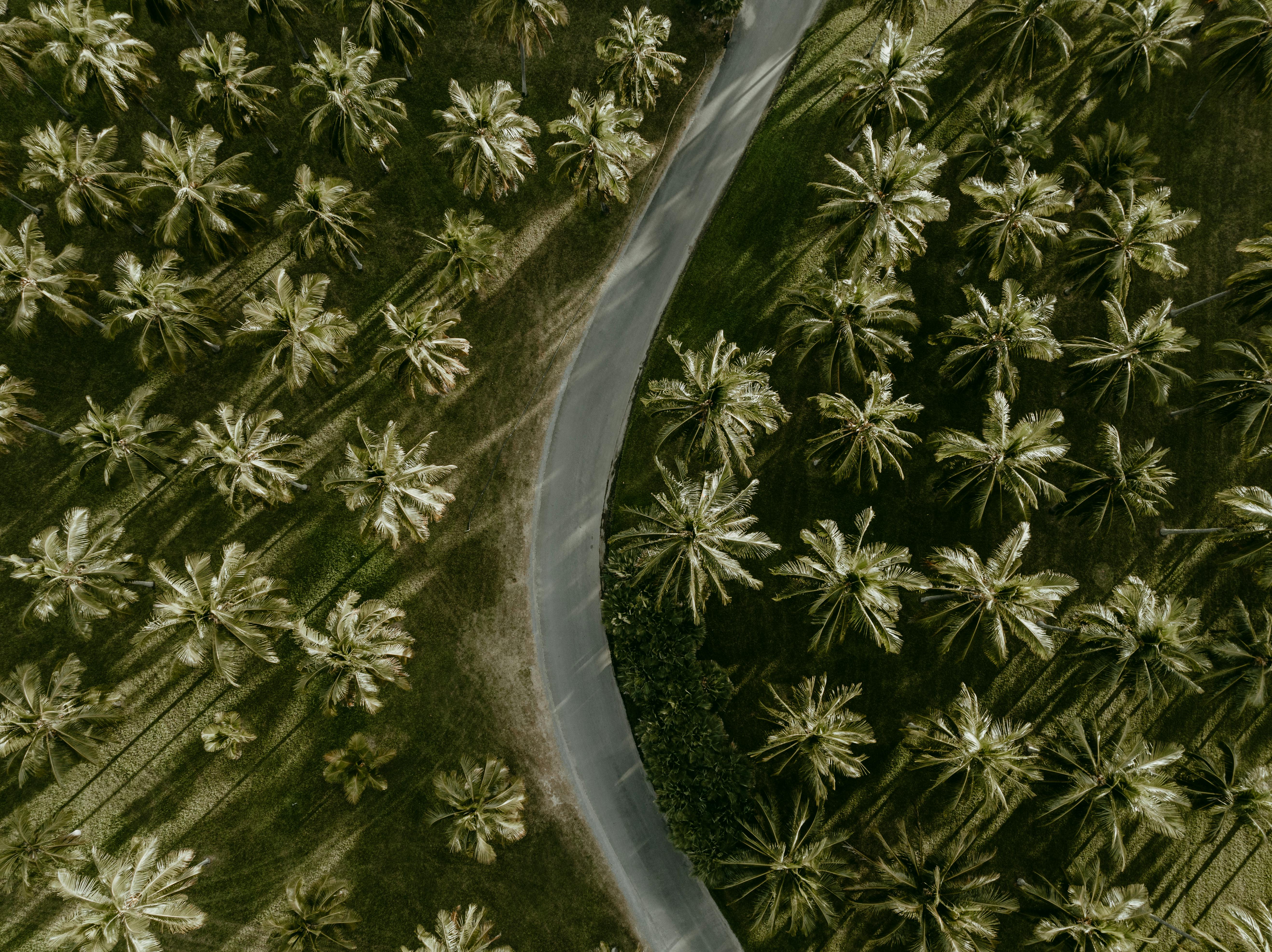 Stunning aerial shot of palm trees lining a winding road in Oak Beach, Australia.