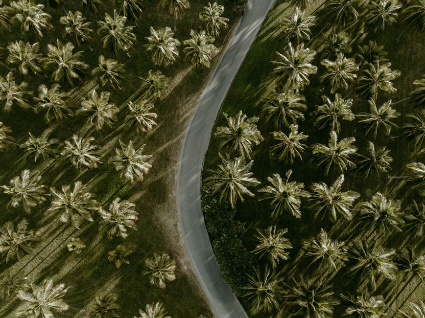 Stunning aerial shot of palm trees lining a winding road in Oak Beach, Australia.