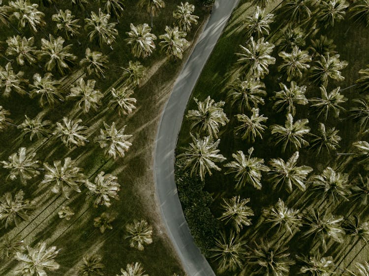 Top View Of A Road 