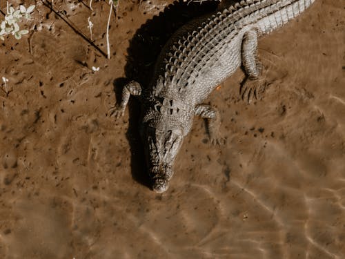 Imagine de stoc gratuită din animal, apă, crocodil