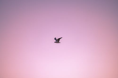 Bird Flying on Clear Sky