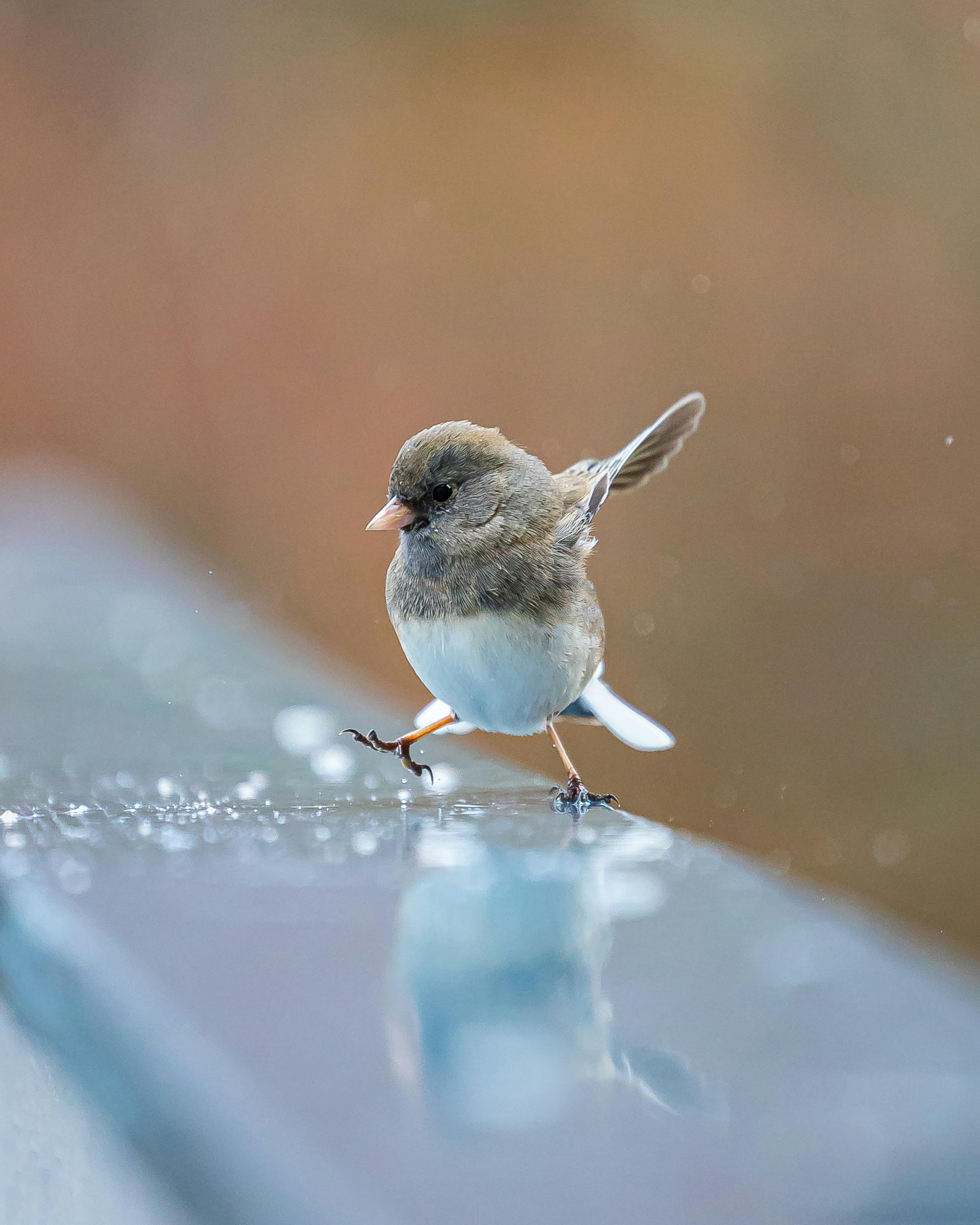 Birds of best sale south jersey