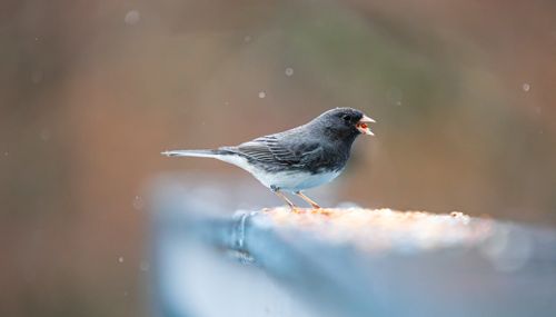 Free A Dark-eyed Junco perching on a railing, captured in a natural setting. Stock Photo