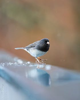 A vibrant dark-eyed junco perched on a wet surface with blurred nature background.