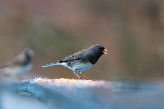 Dark-eyed Junco in Nature